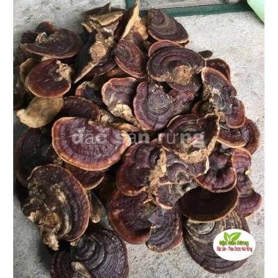 Nấm Linh Chi rừng tự nhiên